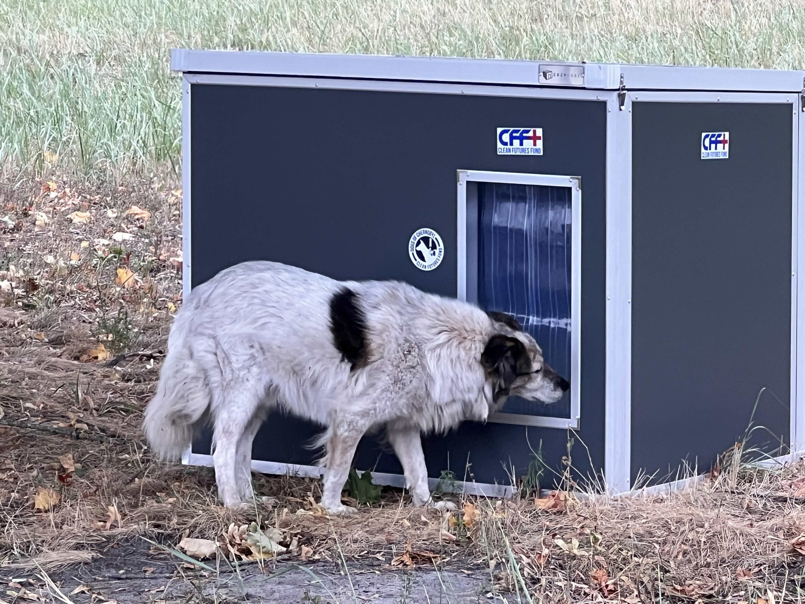 Feral Dogs - Entering CozyCube 8 (Close-Up)