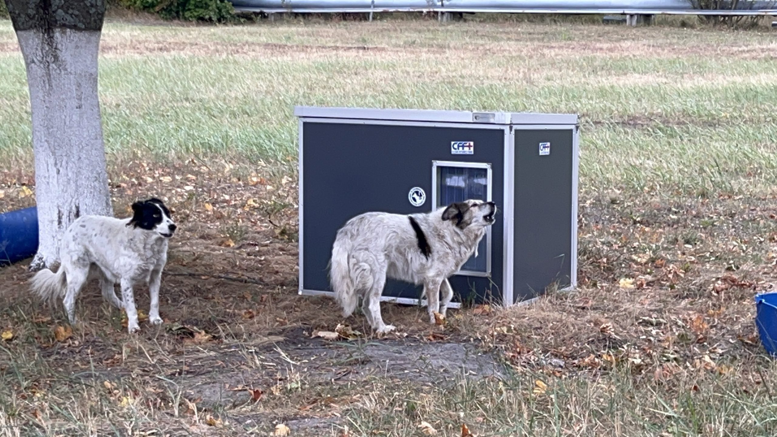 Feral Dogs - Mingling Around CozyCube