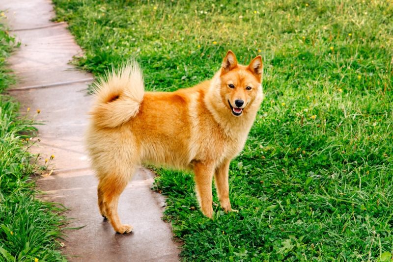 Finnish Spitz dog in the yard