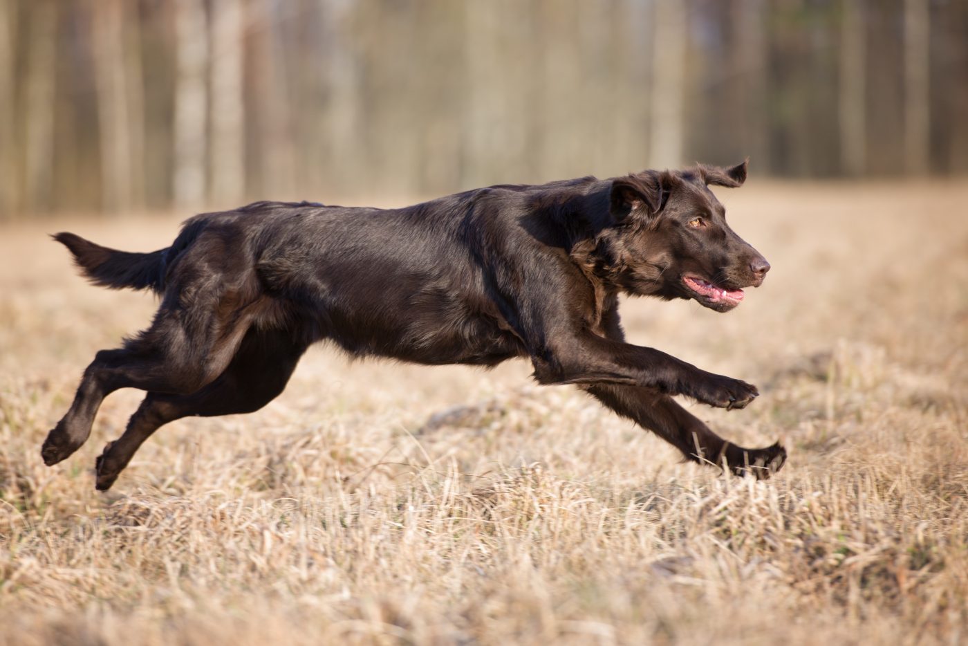 Flat Coated Retriever 1400x934 1