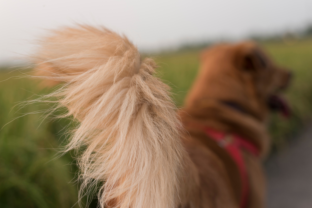 Fluffy tail of brown dog tail close up