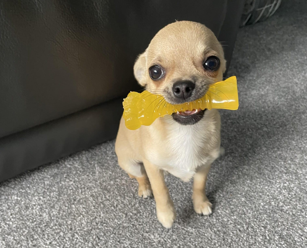 Fred enjoys chewing toys.