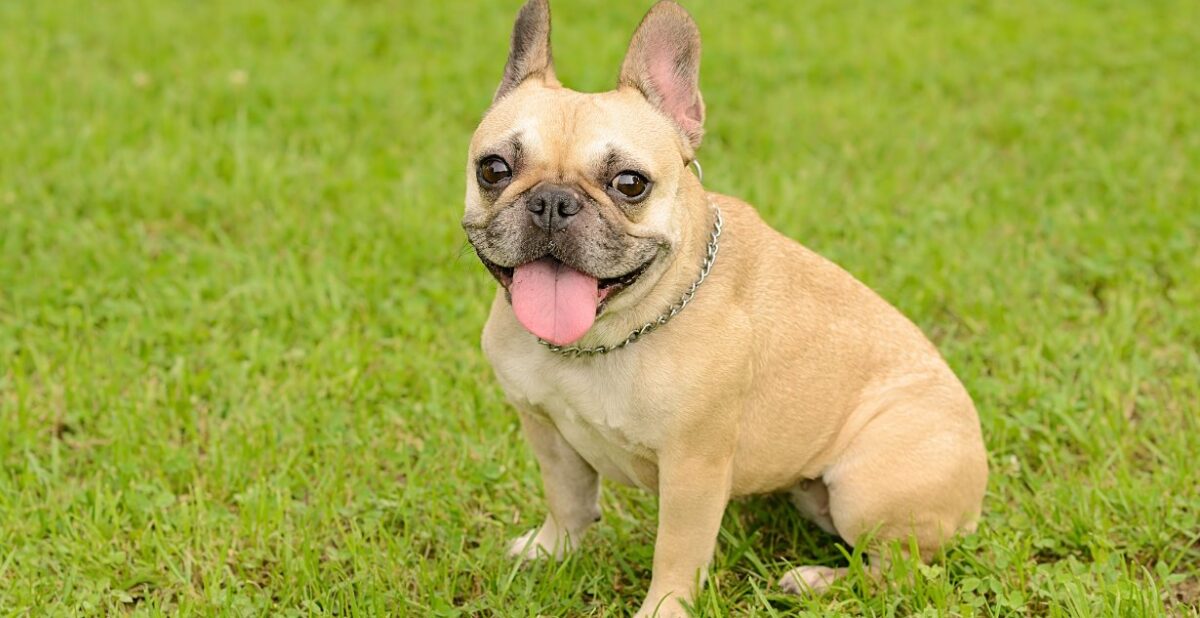 French Bulldog