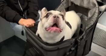 FrenchieHilariouslyuniquevoice 350x184 1