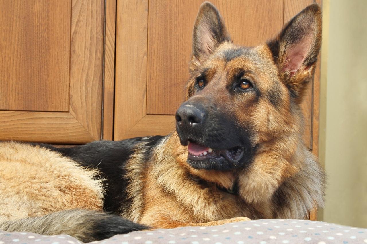 Best dog cameras for German Shepherds