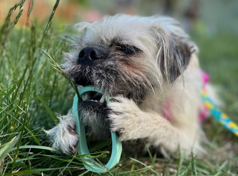 Gizmo hard at work on his chewy bracelet