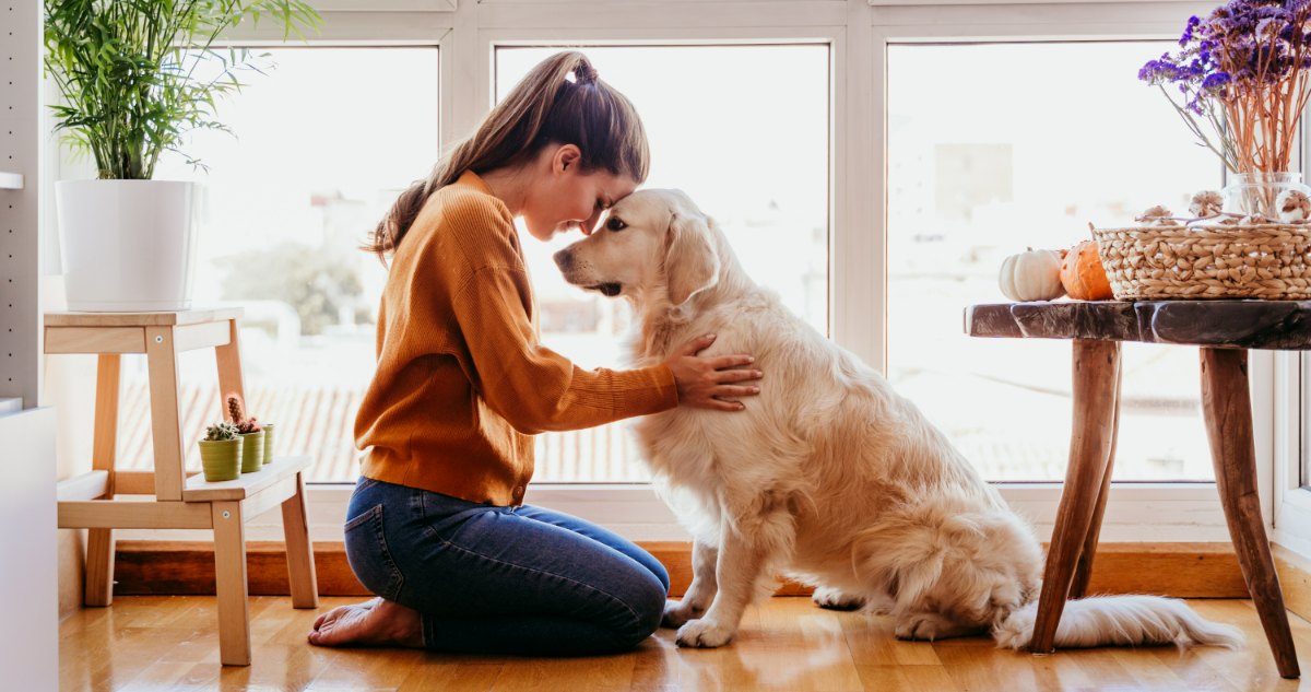 Golden Retriever Feature 7