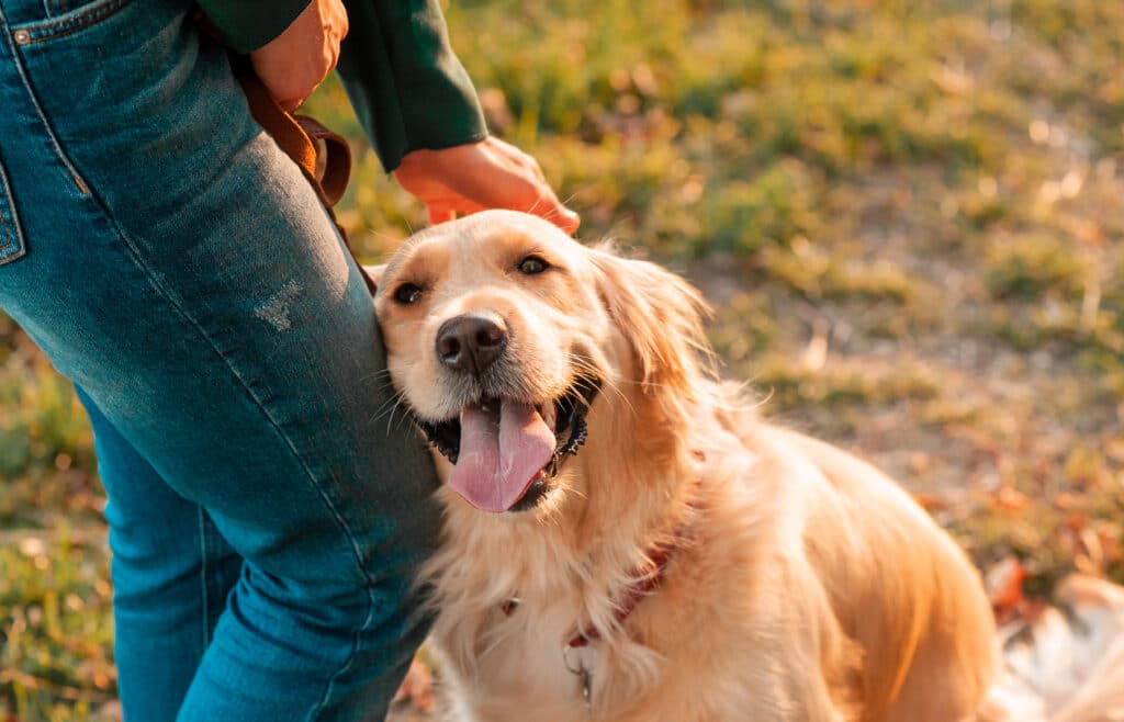 Golden Retriever being among the best dog breeds for autism