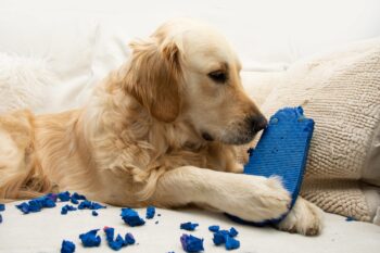 Golden Retriever destroying shoe scaled 1 350x233 1