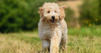 Goldendoodle Feature1 350x185 1