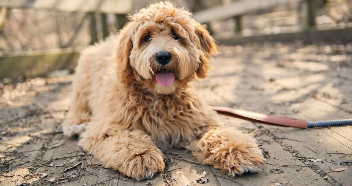 Goldendoodle Feature5