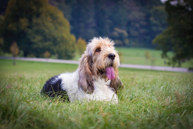 Grand Basset Griffon Vendéen dog lying on grass