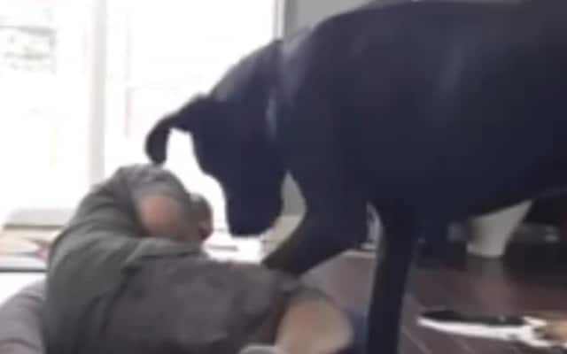 Great Dane Discovers Dad Napping in His Bed and Has a Hilarious Meltdown 1