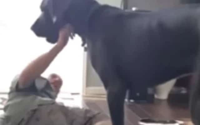 Great Dane Discovers Dad Napping in His Bed and Has a Hilarious Meltdown 2