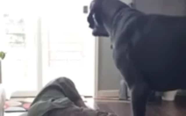 Great Dane Discovers Dad Napping in His Bed and Has a Hilarious Meltdown