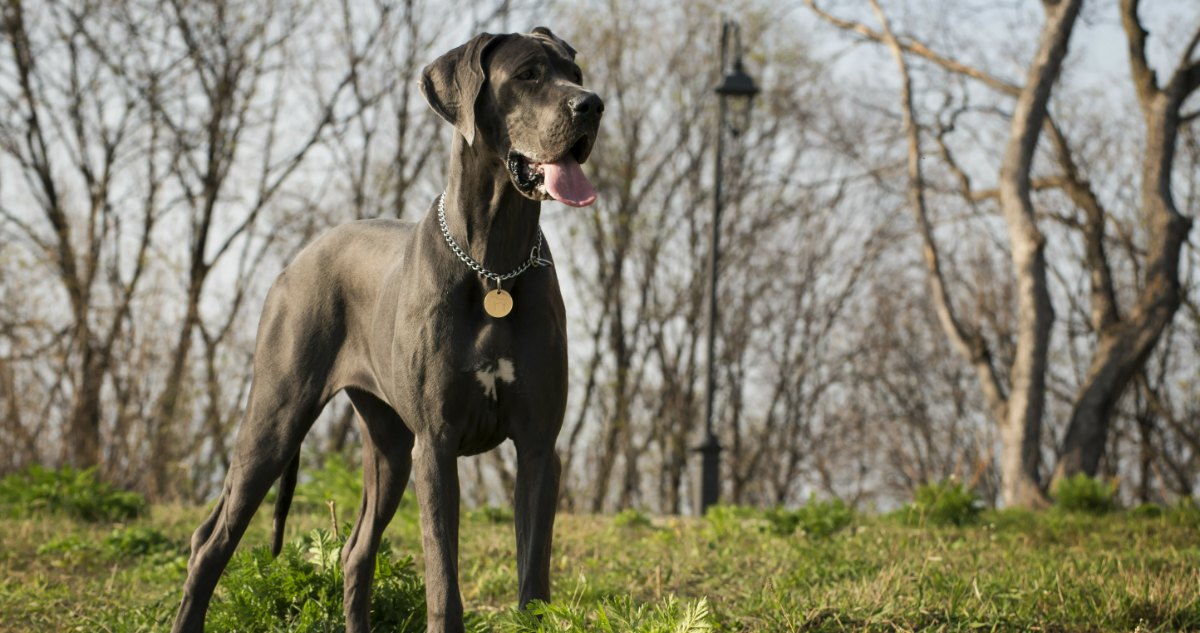 Great Dane Feature11