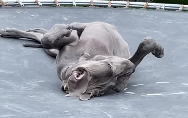 Great Dane Pauses to Meditate on Trampoline Melting Hearts Everywhere 1