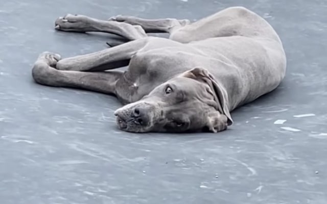 Great Dane Pauses to Meditate on Trampoline Melting Hearts Everywhere 2