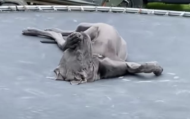 Great Dane Pauses to Meditate on Trampoline Melting Hearts Everywhere