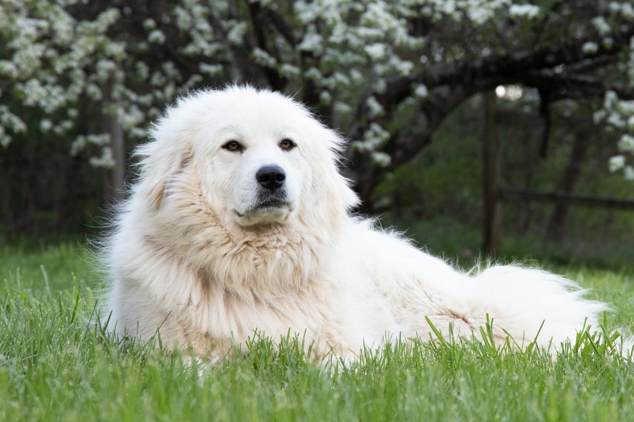  Great Pyrenees