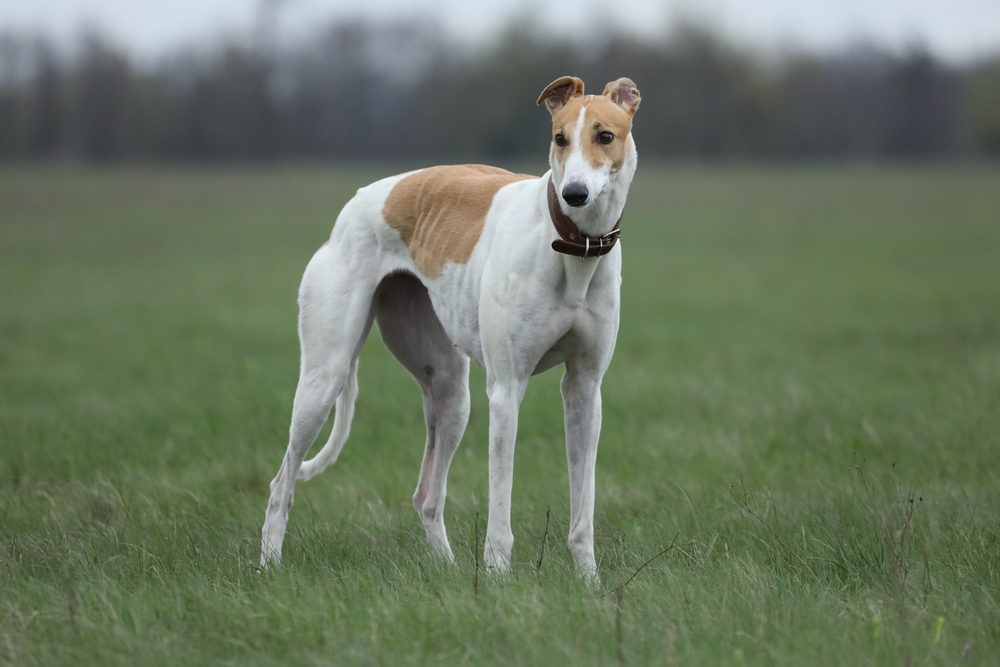 Greyhound dog in nature