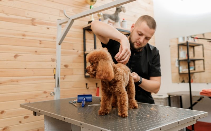 Groomer trimming a dog