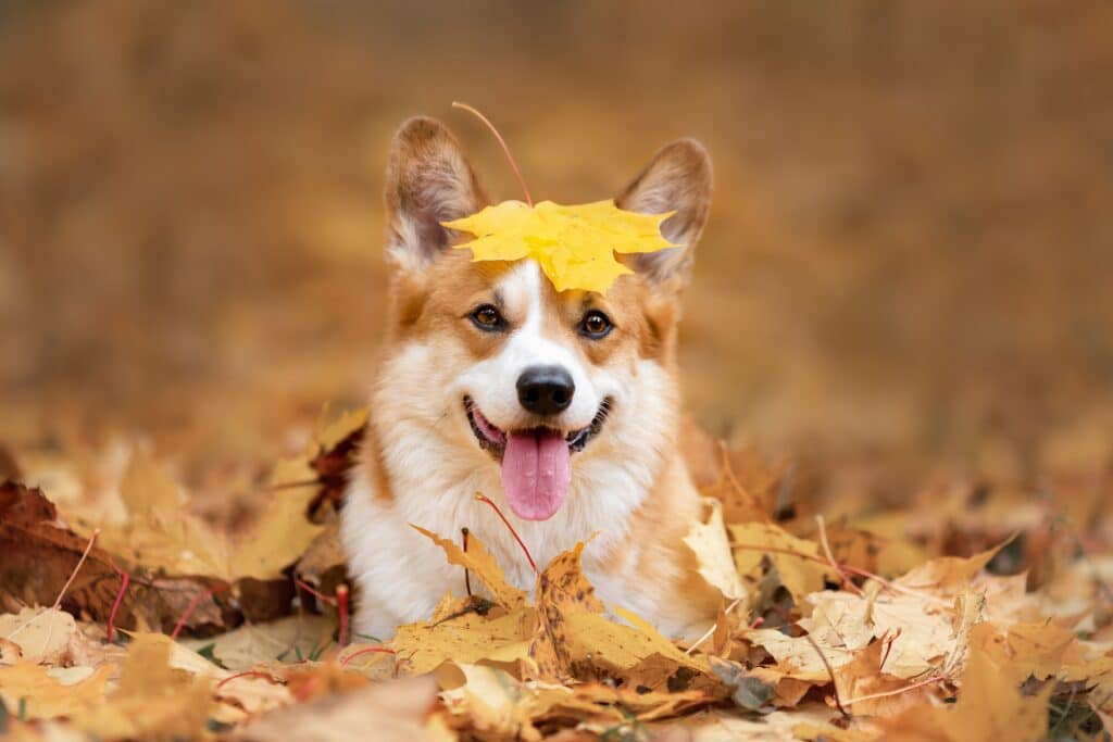 Happy dog of welsh corgi pembroke breed among fallen leaves in autumn 1024x683 1