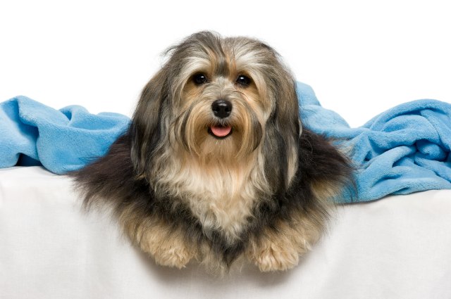 Havanese 1 1