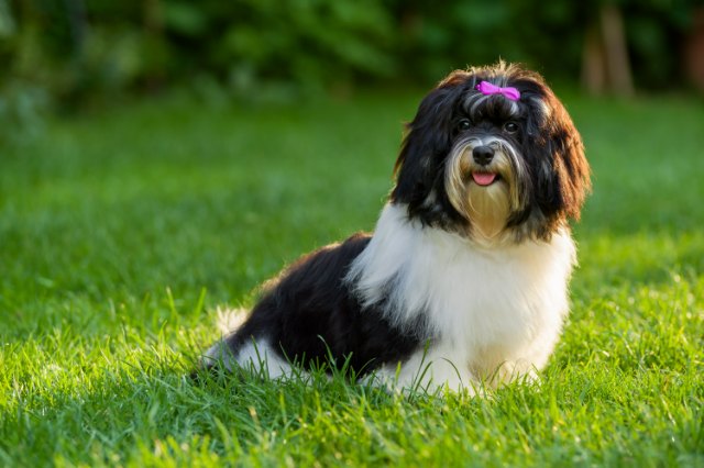 Havanese 5 1