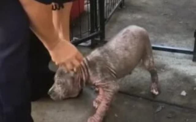 Heartwarming Reunion Sad Pink Puppy Rescued by Firefighter Cant Contain Her Joy When He Returns to the Shelter 1