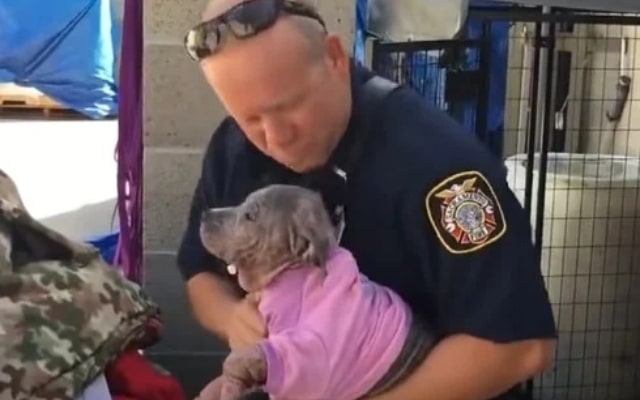 Heartwarming Reunion Sad Pink Puppy Rescued by Firefighter Cant Contain Her Joy When He Returns to the Shelter 2