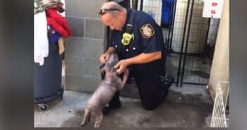 HeartwarmingReunionSadPinkPuppyRescuedbyFirefighterCantContainHerJoyWhenHeReturnstotheShelter 350x184 1