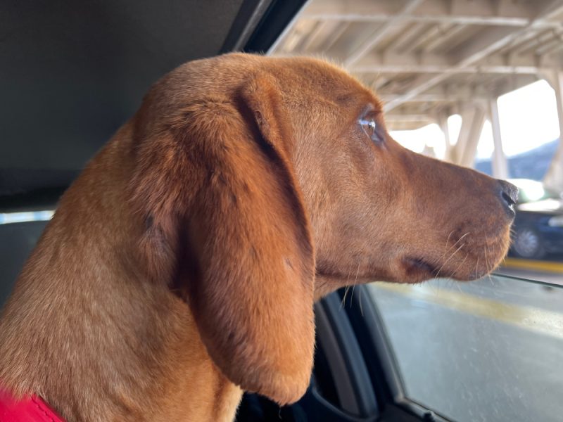 Hela looking out the car window