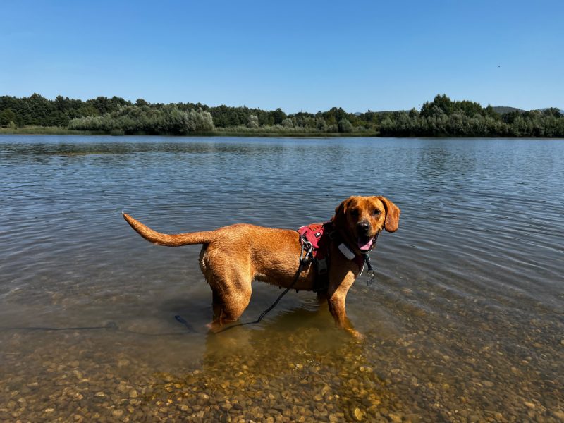 Hela standing in the water Dr Maja 800x600 1