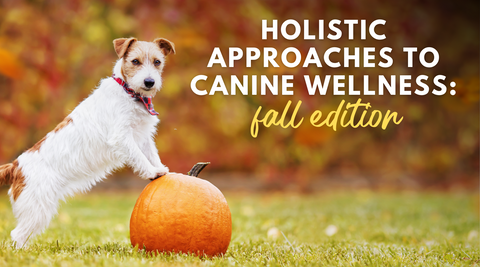 Holistic approaches to canine wellness