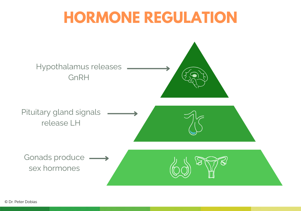 Hormone regulation diagram