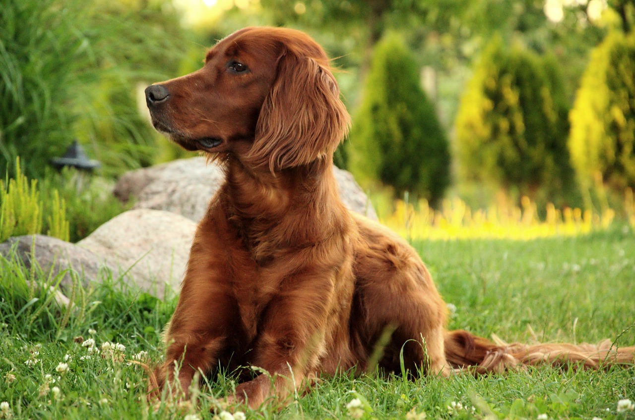 Irish setter