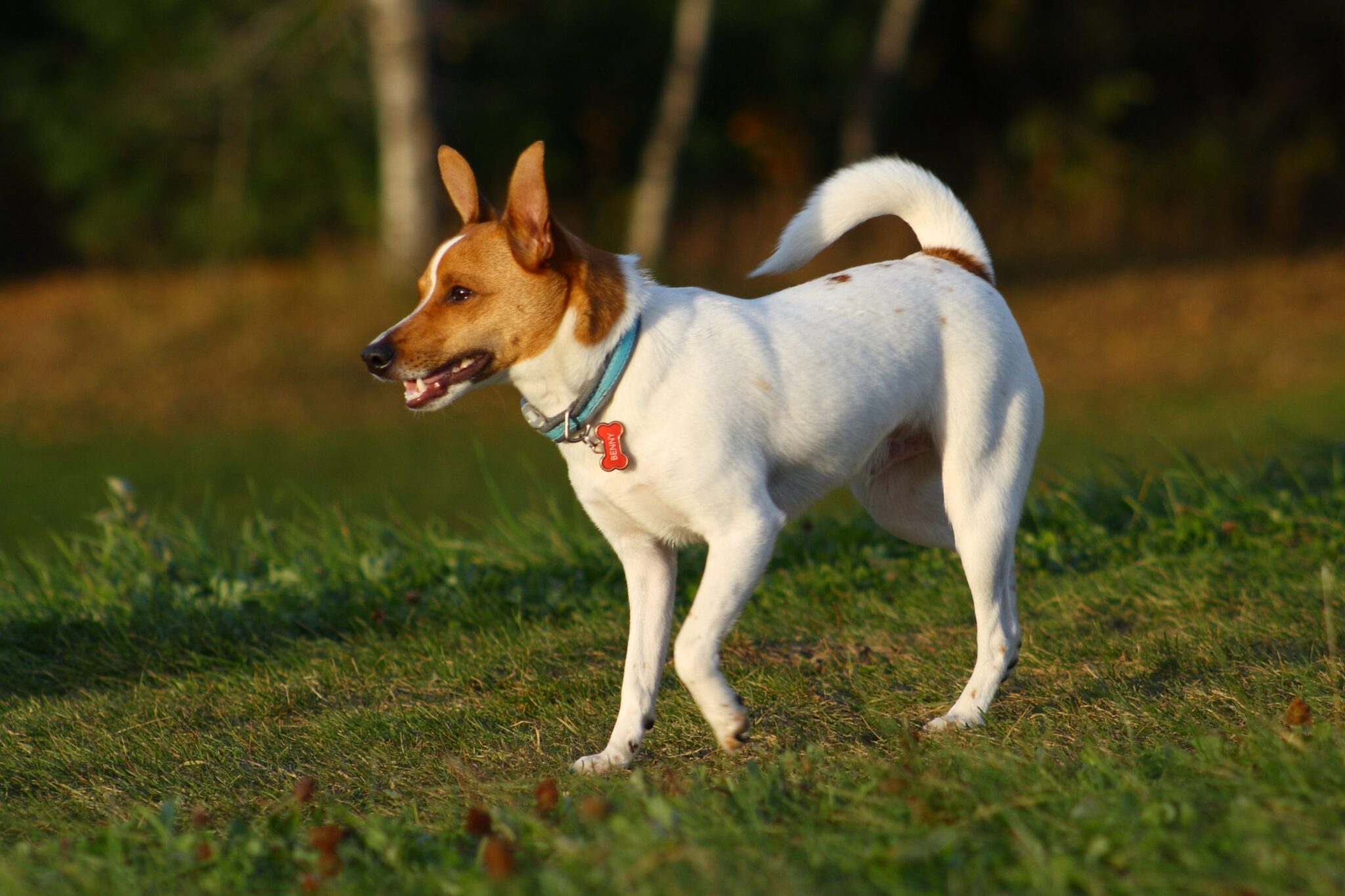 Jack Russell Terrier3 scaled scaled 1