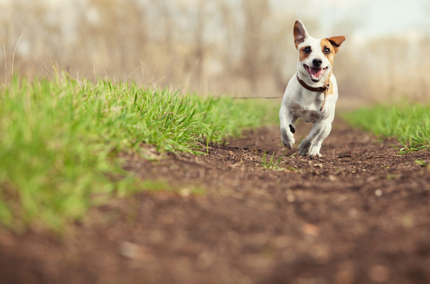 Jack Russell Terrier5 1400x924 1