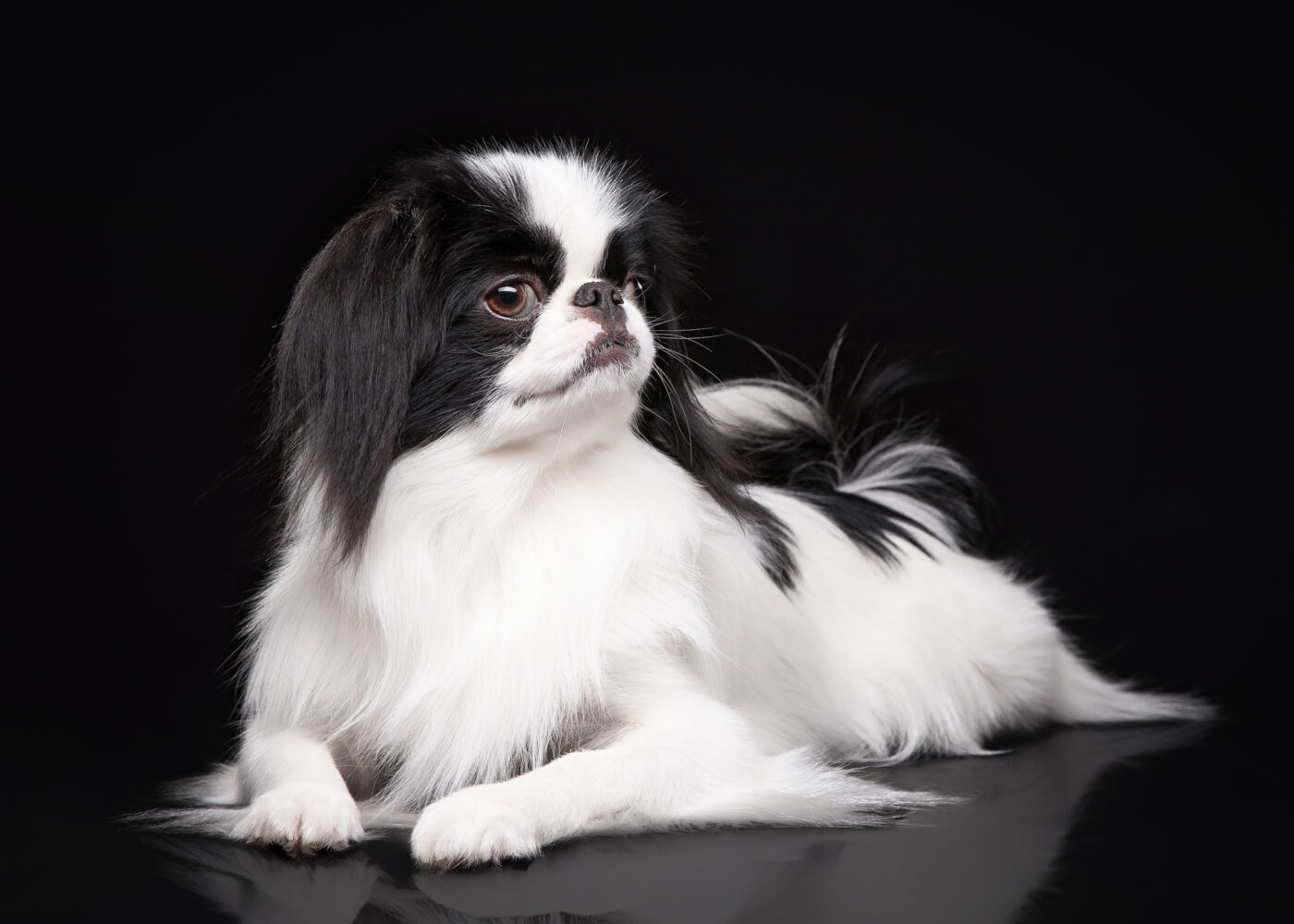 Japanese Chin dog