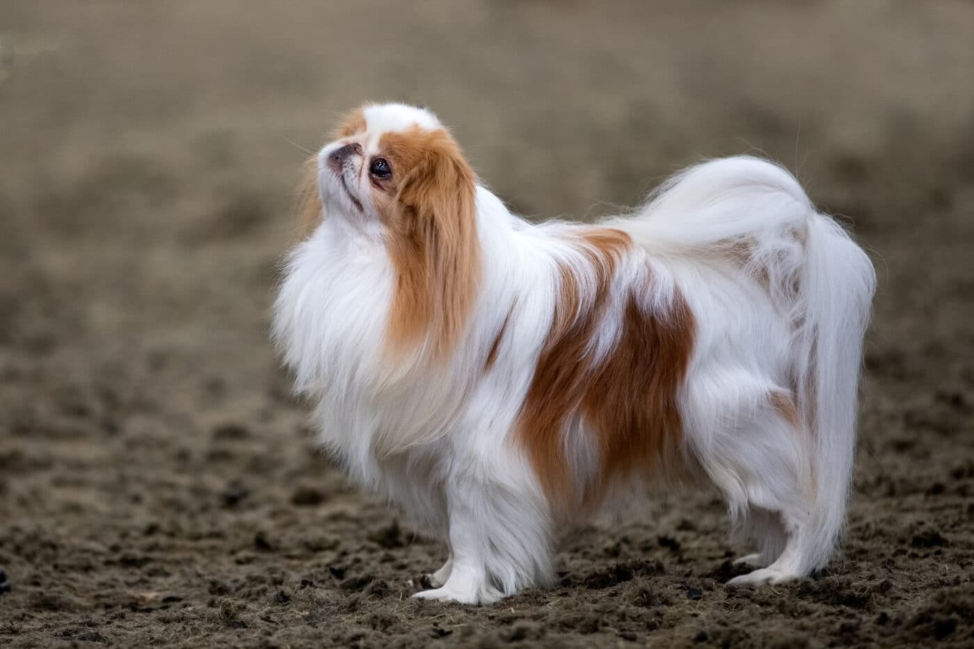 Japanese Chin dog