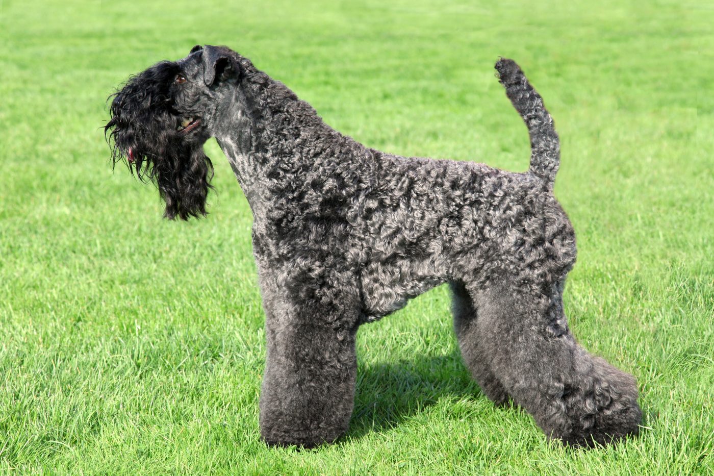 Kerry Blue Terrier 1400x933 1