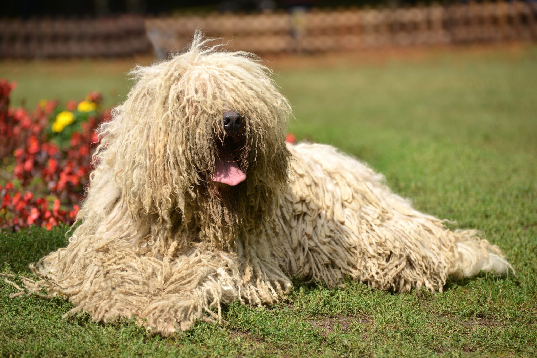 Komondor dog