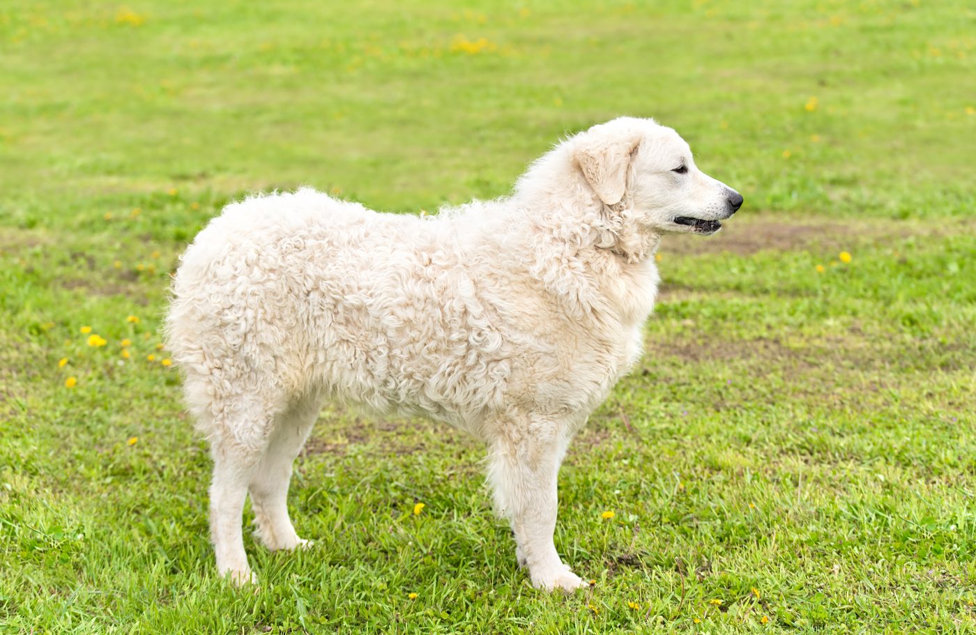 Kuvasz dog