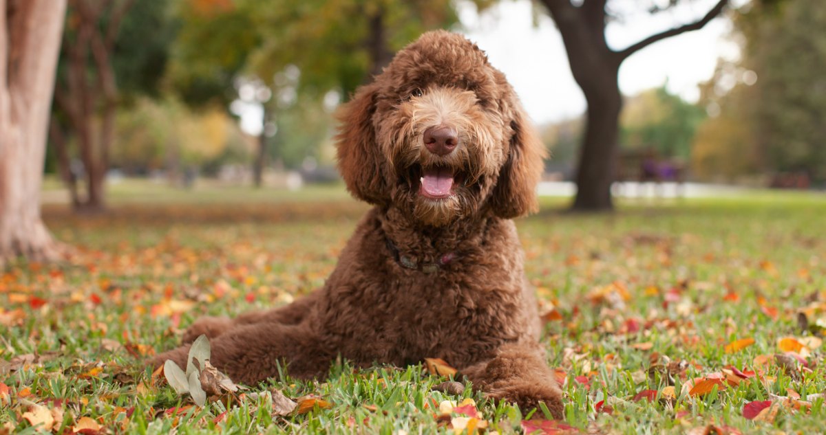 Labradoodle Feature4