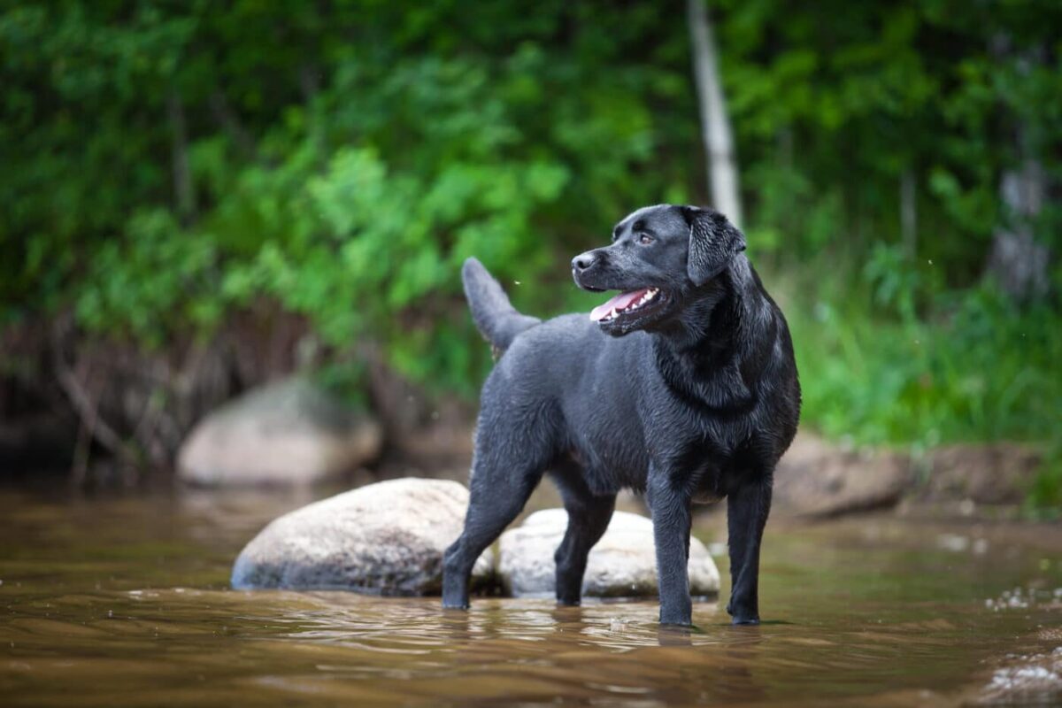 Labrador Retriever Black3 1400x933 1 e1729578064666