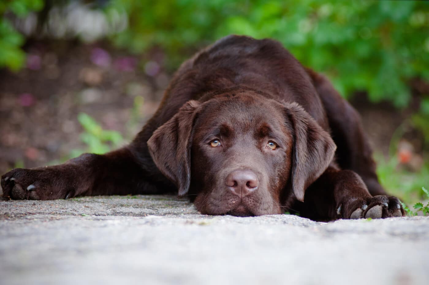 Labrador Retriever Chocolate2 1400x929 1