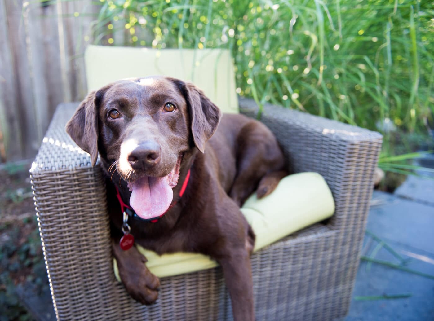 Labrador Retriever Chocolate3 1400x1036 1