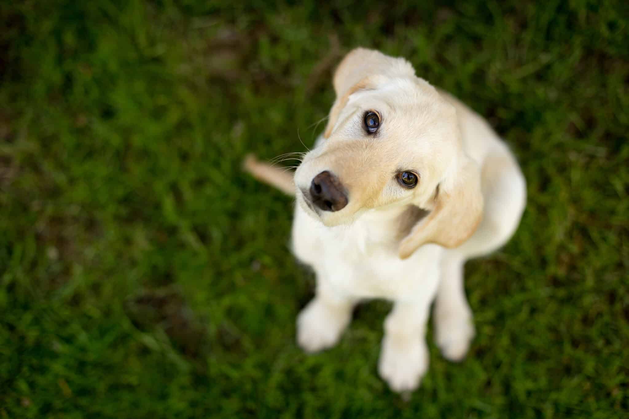 Labrador Retriever Puppy2 scaled 1