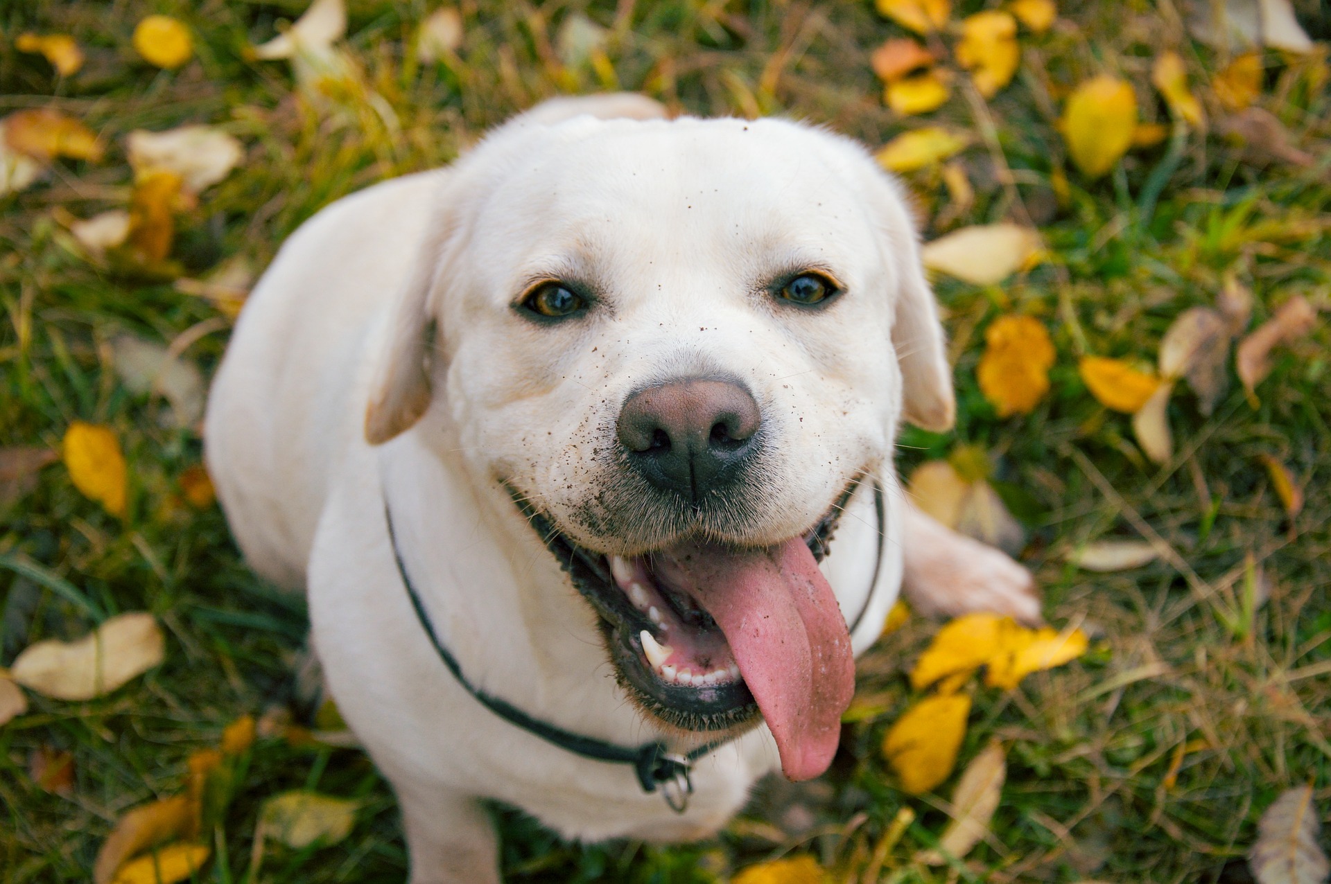 Labrador Retriever panting